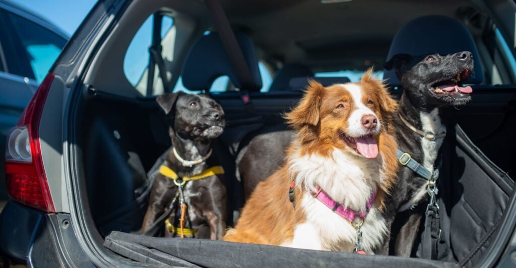 Pet Taxi Services in Madison, WI